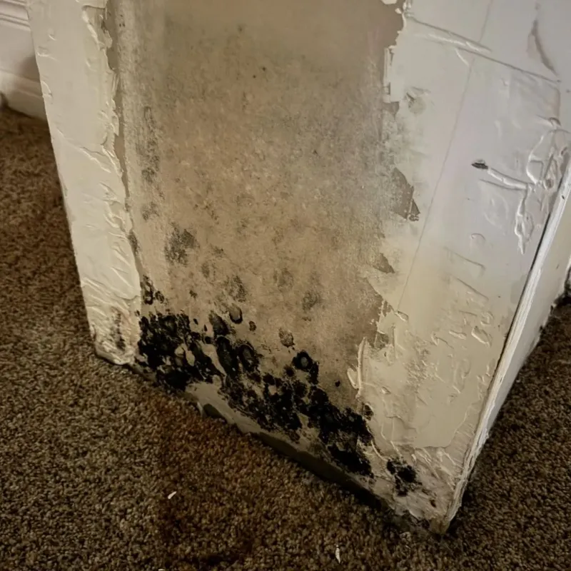 Professional Mold Removal in Rossmoor, MD